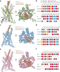 Image, compares chemical structures of Tirzepatide with 3 hormones it mimics - gastric inhibitory peptide in green, glucago-like peptide in blue, glucagon pink